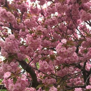 Meet your Posher, Julia